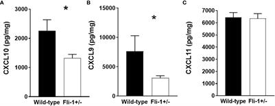 Role of the transcription factor Fli-1 on the CXCL10/CXCR3 Axis*